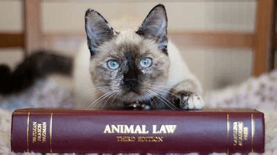 #104 ¿Qué ha pasado con la Ley de Protección Animal?