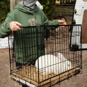 #121 Cómo cerraron las granjas de conejos T&S Rabbit